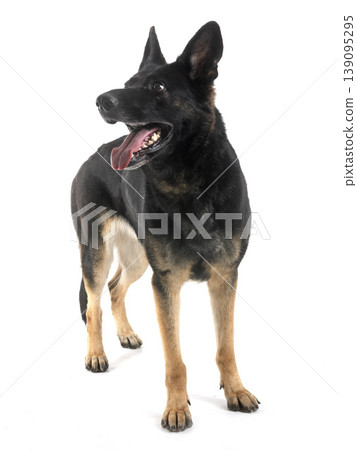 young german shepherd young german shepherd 139095295