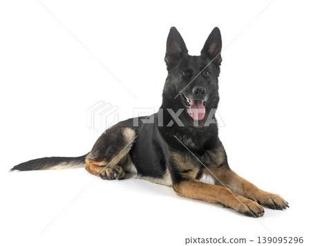 young german shepherd young german shepherd 139095296