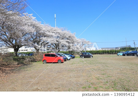 Cherry blossoms at Kashinomori Park parking lot / Haga Town, Tochigi Prefecture 139095412