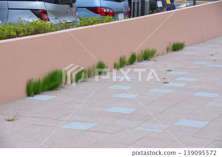 Weeds growing in the corner of the sidewalk 139095572