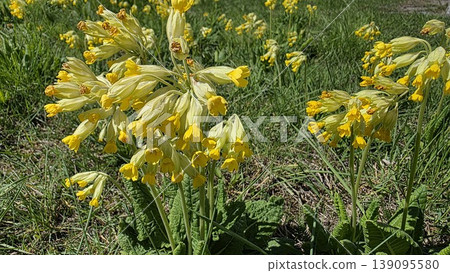Yellow cowslip flowers blooming in a spring meadow, natural wild primroses in sunlight, seasonal botanical background for ecology, countryside and nature themes. Yellow cowslip flowers blooming in a spring meadow, natural wild primroses in sunlight, seasonal botanical background for ecology, countryside and nature themes. 139095580