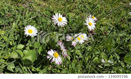 Small white daisy flowers with yellow centers blooming among green grass and clover leaves in sunny garden, concept of spring freshness and simplicity Small white daisy flowers with yellow centers blooming among green grass and clover leaves in sunny garden, concept of spring freshness and simplicity 139095596