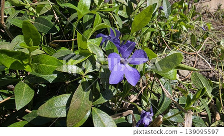 Purple periwinkle flowers blooming among dense green leaves in sunny garden with soil on background, concept of spring groundcover and garden beauty Purple periwinkle flowers blooming among dense green leaves in sunny garden with soil on background, concept of spring groundcover and garden beauty 139095597