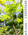 Papaya fruit 139095648
