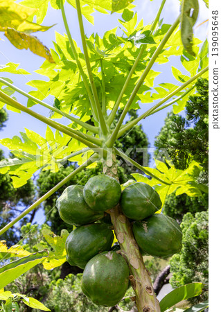 Papaya fruit Papaya fruit 139095648