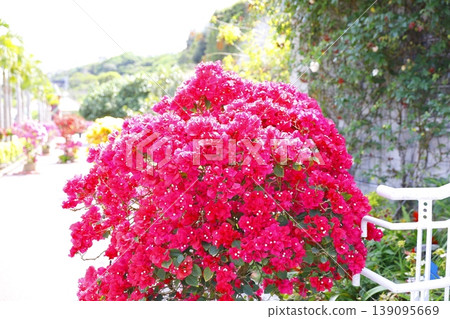 Bougainvillea Bougainvillea 139095669