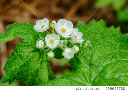 在福島可以看到一種名為灰葉菊(Diphylleia grayi)的野生山花,它的花朵呈現半透明白色。 在福島可以看到一種名為灰葉菊(Diphylleia grayi)的野生山花,它的花朵呈現半透明白色。 139095788