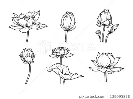 Lotus flower botanical set with blossom bud leaf nature floral line art illustration for spa zen decoration and tattoo design Lotus flower botanical set with blossom bud leaf nature floral line art illustration for spa zen decoration and tattoo design 139095828