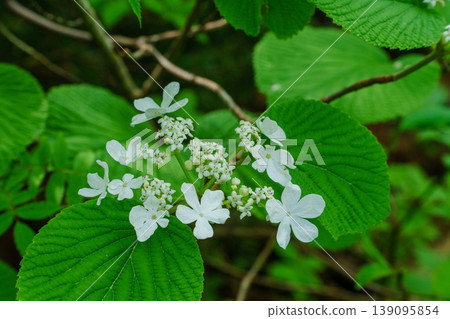 Viburnum plicatum, a tree found in Fukushima, with its white flowers blooming in the natural landscape of the mountains and fields. Viburnum plicatum, a tree found in Fukushima, with its white flowers blooming in the natural landscape of the mountains and fields. 139095854