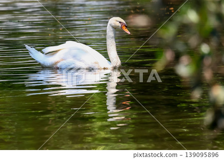 Close up White swan is cute in river Close up White swan is cute in river 139095896