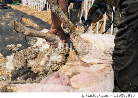 Close up of a farmer using electric clippers to shear a sheep's wool 139095980