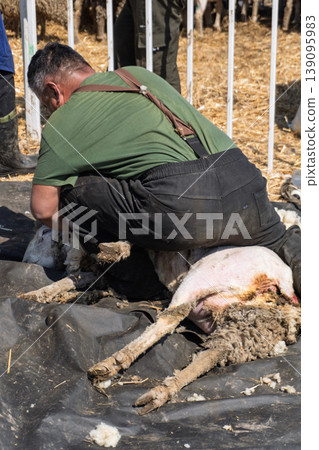 A man in a green shirt shearing a sheep lying on a black tarp A man in a green shirt shearing a sheep lying on a black tarp 139095983