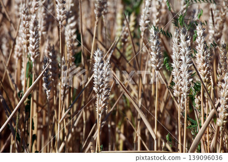 Wheat growing in field Wheat growing in field 139096036