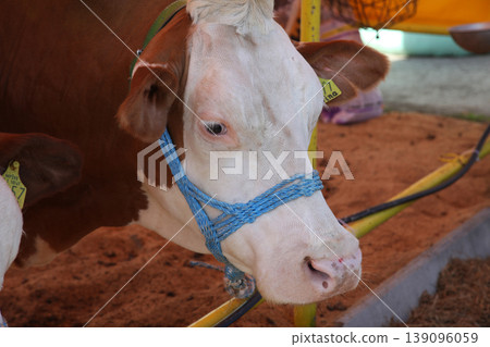 The cow in the barn at the fair in Bjelovar, Croatia The cow in the barn at the fair in Bjelovar, Croatia 139096059