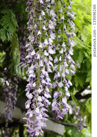紫藤花開在春天 紫藤花開在春天 139096166