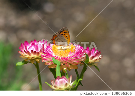 A small copper butterfly sipping nectar from the Emperor's Crassula flower. A small copper butterfly sipping nectar from the Emperor's Crassula flower. 139096306