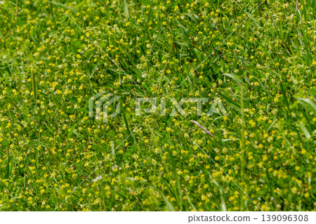A cluster of small yellow clover flowers blooming in a spring field. A cluster of small yellow clover flowers blooming in a spring field. 139096308