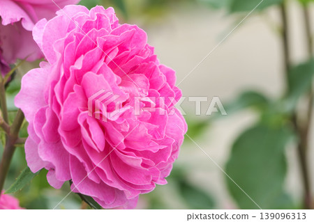A deep pink rose with many layers of beautiful petals. A deep pink rose with many layers of beautiful petals. 139096313