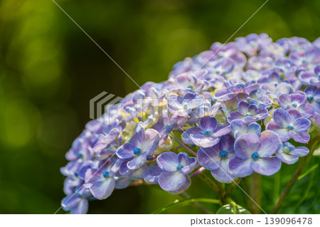 A close-up of a beautiful blue-purple hydrangea blooming after the rain. 139096478