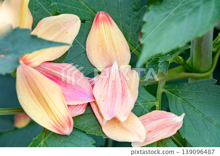Pink and yellow petals scattered on fresh leaves Pink and yellow petals scattered on fresh leaves 139096487