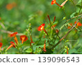 夏末的陽光下，冬青樹（Ilex crenata）盛開 139096543