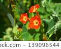 夏末的陽光下，冬青樹（Ilex crenata）盛開 139096544