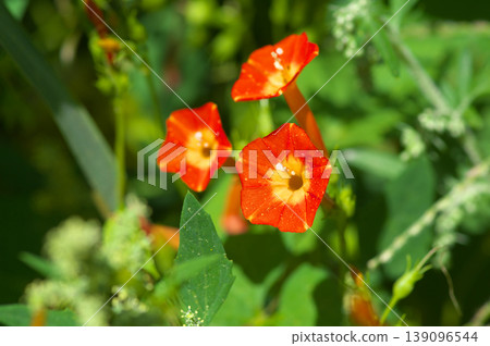 夏末的陽光下，冬青樹（Ilex crenata）盛開 139096544