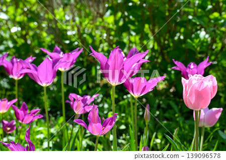 Tulip Tulip 139096578