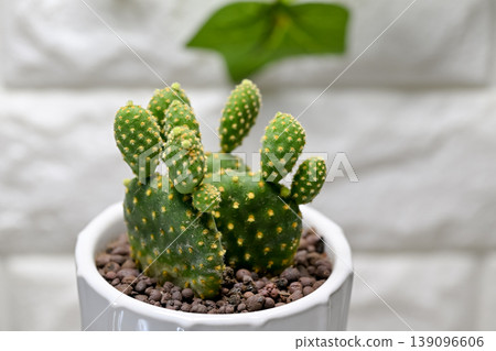 Golden cactus 139096606