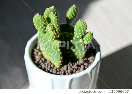Golden cactus Golden cactus 139096607