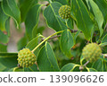 山茱萸幼果 139096626