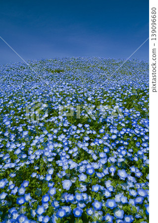 A hill covered in blooming blue nemophila flowers and a blue sky. 139096680