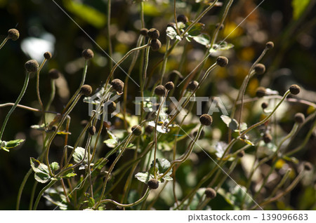 Japanese anemones that have shed their flowers in early winter Japanese anemones that have shed their flowers in early winter 139096683