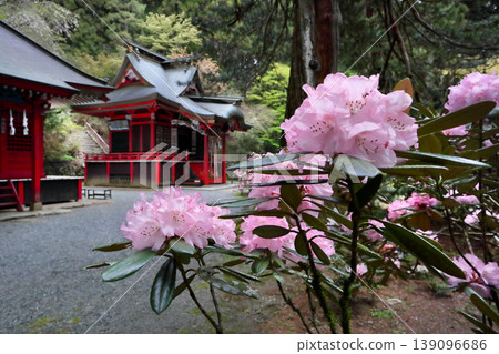 浪漫的茨城(被花園川清澈的河水所吸引,我前去朝聖。杜鵑花優雅的色彩讓我臉上綻放出笑容。)花園神社,北茨城市 浪漫的茨城(被花園川清澈的河水所吸引,我前去朝聖。杜鵑花優雅的色彩讓我臉上綻放出笑容。)花園神社,北茨城市 139096686