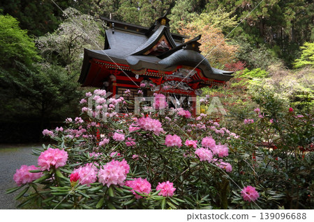 浪漫的茨城(花園神社,鮮花在三位神明的守護下盛開:一位是神道教與佛教融合之神,一位是守護山脈之神,一位是創造國家的神明。)北茨城市 浪漫的茨城(花園神社,鮮花在三位神明的守護下盛開:一位是神道教與佛教融合之神,一位是守護山脈之神,一位是創造國家的神明。)北茨城市 139096688