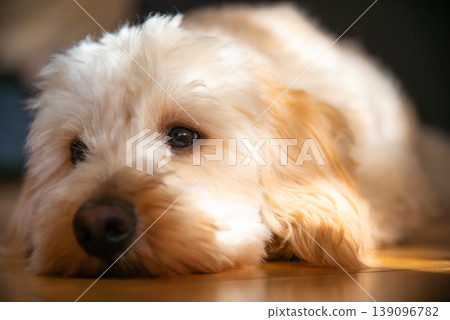 Tired Maltipoo Puppy Resting Head on Floor in Warm Sun Flare Tired Maltipoo Puppy Resting Head on Floor in Warm Sun Flare 139096782