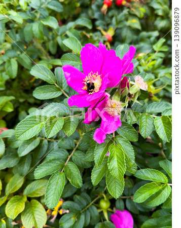 Pink Wild Rose with Bumblebee Collecting Pollen Pink Wild Rose with Bumblebee Collecting Pollen 139096879