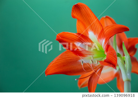 Stunning orange Amaryllis flower (Hippeastrum) blooming against a solid green background. Vibrant tropical petals and green stem in a close-up studio shot. Elegant floral composition. Stunning orange Amaryllis flower (Hippeastrum) blooming against a solid green background. Vibrant tropical petals and green stem in a close-up studio shot. Elegant floral composition. 139096918