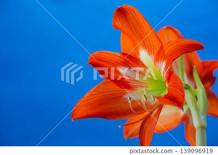 Stunning orange Amaryllis flower (Hippeastrum) blooming against a solid blue background. Vibrant tropical petals and green stem in a close-up studio shot. Elegant floral composition. Stunning orange Amaryllis flower (Hippeastrum) blooming against a solid blue background. Vibrant tropical petals and green stem in a close-up studio shot. Elegant floral composition. 139096919