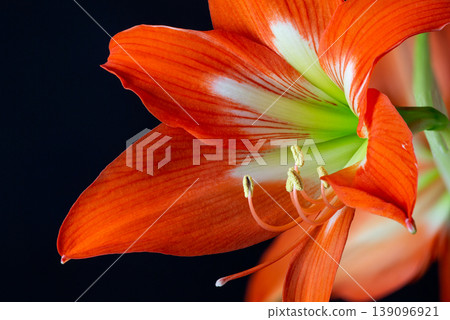Stunning orange Amaryllis flower (Hippeastrum) blooming against a solid black background. Vibrant tropical petals and green stem in a close-up studio shot. Elegant floral composition. Stunning orange Amaryllis flower (Hippeastrum) blooming against a solid black background. Vibrant tropical petals and green stem in a close-up studio shot. Elegant floral composition. 139096921