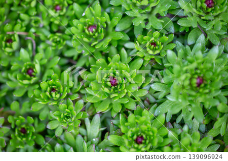 Top view of green succulent plants with small purple buds growing in a garden. Dense carpet of Saxifraga leaves forming a natural texture. Vibrant spring greenery background with soft bokeh. Top view of green succulent plants with small purple buds growing in a garden. Dense carpet of Saxifraga leaves forming a natural texture. Vibrant spring greenery background with soft bokeh. 139096924
