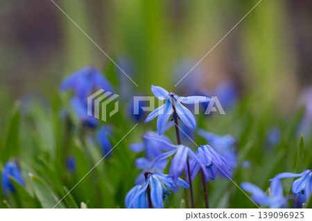Close-up of blue Siberian Squill (Scilla siberica) flowers blooming in early spring. Beautiful blue wildflowers in green grass with soft bokeh background. First spring forest flowers in sun. Close-up of blue Siberian Squill (Scilla siberica) flowers blooming in early spring. Beautiful blue wildflowers in green grass with soft bokeh background. First spring forest flowers in sun. 139096925