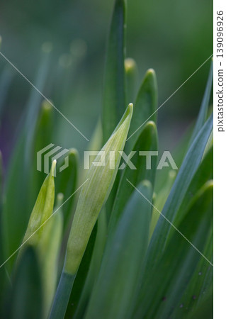 Close-up of fresh green pointed leaves of spring flowers growing in a garden. Beautiful natural background with lush greenery, soft morning light, and detailed texture of young plants. Close-up of fresh green pointed leaves of spring flowers growing in a garden. Beautiful natural background with lush greenery, soft morning light, and detailed texture of young plants. 139096926
