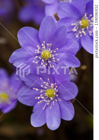Extreme macro of purple Liverwort (Hepatica nobilis) flowers blooming in spring forest. Beautiful floral background with detailed petals, yellow stamens, and soft natural bokeh light. Extreme macro of purple Liverwort (Hepatica nobilis) flowers blooming in spring forest. Beautiful floral background with detailed petals, yellow stamens, and soft natural bokeh light. 139096932