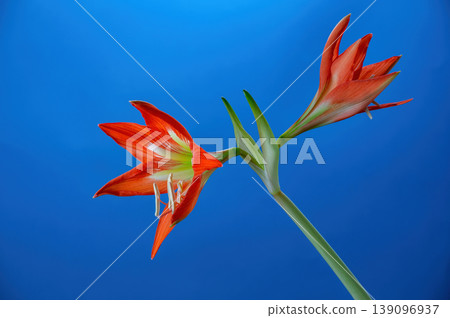 Stunning orange Amaryllis flower (Hippeastrum) blooming against a solid blue background. Vibrant tropical petals and green stem in a close-up studio shot. Elegant floral composition. Stunning orange Amaryllis flower (Hippeastrum) blooming against a solid blue background. Vibrant tropical petals and green stem in a close-up studio shot. Elegant floral composition. 139096937