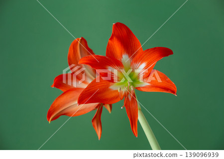 Stunning orange Amaryllis flower (Hippeastrum) blooming against a green background. Vibrant tropical petals and green stem in a close-up studio shot. Elegant floral composition. Stunning orange Amaryllis flower (Hippeastrum) blooming against a green background. Vibrant tropical petals and green stem in a close-up studio shot. Elegant floral composition. 139096939