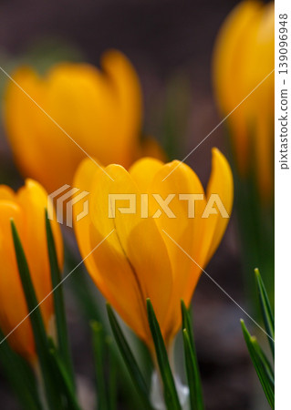 Macro of a bright yellow crocus flower blooming in early spring. Beautiful floral scene with golden petals and green leaves on a dark natural background. First spring flowers in garden. Macro of a bright yellow crocus flower blooming in early spring. Beautiful floral scene with golden petals and green leaves on a dark natural background. First spring flowers in garden. 139096948