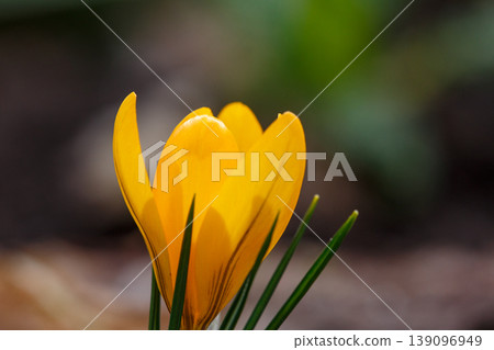 Macro of a bright yellow crocus flower blooming in early spring. Beautiful floral scene with golden petals and green leaves on a dark natural background. First spring flowers in garden. Macro of a bright yellow crocus flower blooming in early spring. Beautiful floral scene with golden petals and green leaves on a dark natural background. First spring flowers in garden. 139096949