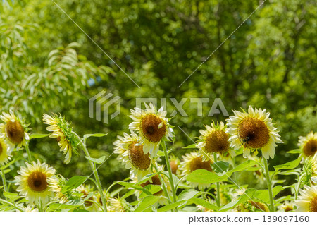 A refreshing summer scene with pale yellow sunflowers swaying in the breeze. A refreshing summer scene with pale yellow sunflowers swaying in the breeze. 139097160