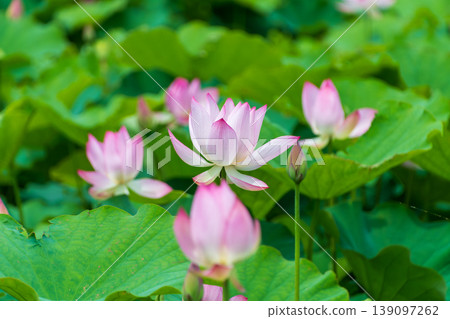 Pale pink lotus flowers and fresh green leaves shimmer in the summer sun. Pale pink lotus flowers and fresh green leaves shimmer in the summer sun. 139097262